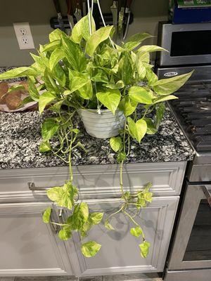 Neon Queen Pothos, so full and beautiful.