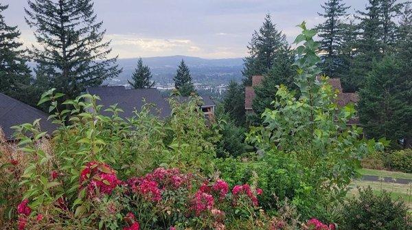 Lush foliage & gorgeous view. Even better on a non rainy day but I took it when I took it lol.