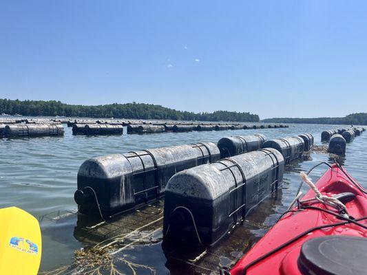 Oyster farming run down