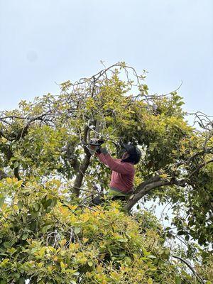 Arborist Now