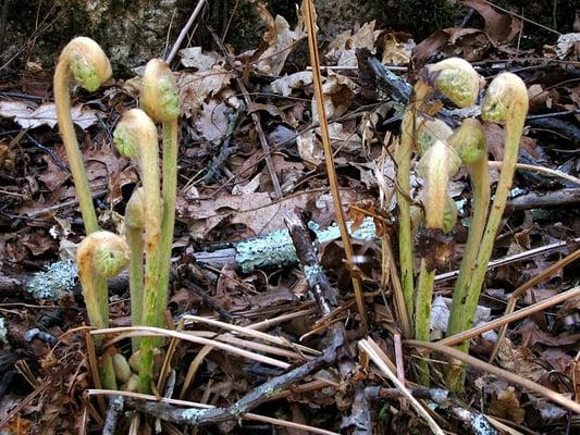 Fiddlehead