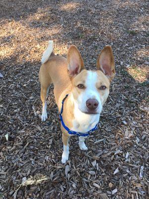 This little guys is grateful and sorry he barked at you.