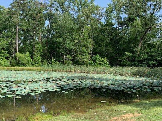 Catch and release pond