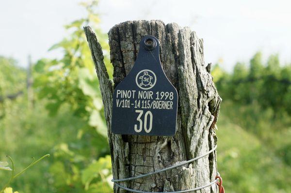 A shot of a post in our vineyard with an identity tag. Saying Pinot Noir, 1998.