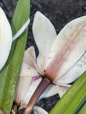 Look @ the green bugs- they sold me 2 orchids covered in aphids.