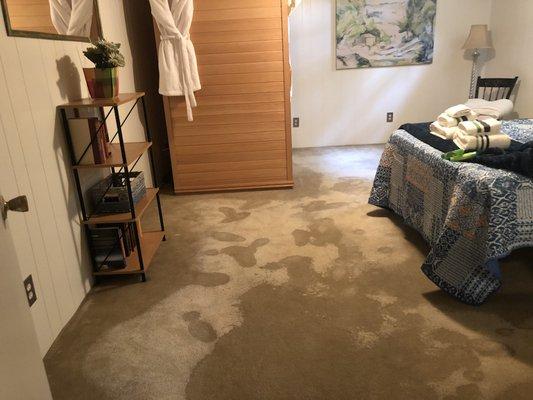 Here is a picture of water damaged carpet upon arrival to job