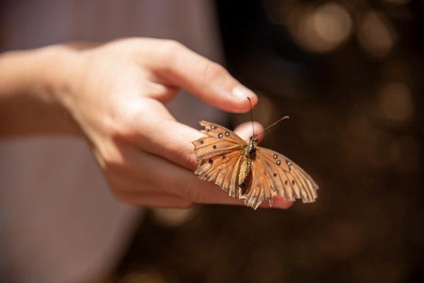 The Maui Butterfly Farm