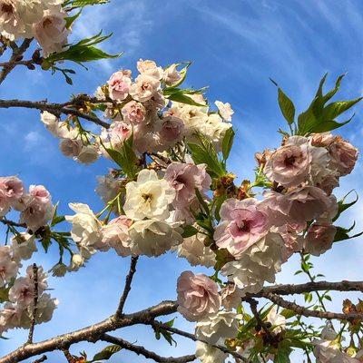 Spring cherrys & Crabs