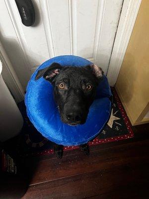 Dog after surgery with replacement doughnut since he ate the cone of shame somehow.