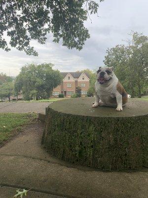 Benny the bulldog