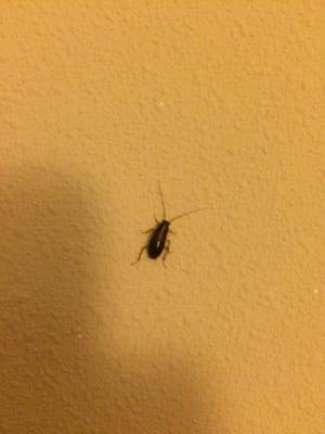 Bug that crawled onto the wall of the hotel after hopping off my suitcase that was in the car