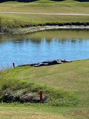 Alligator on the 1/9hole pond.