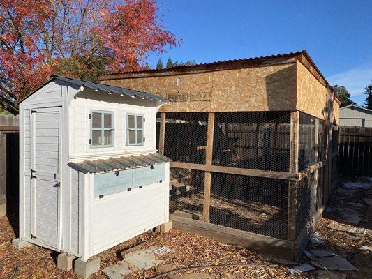 Before chicken coops painting