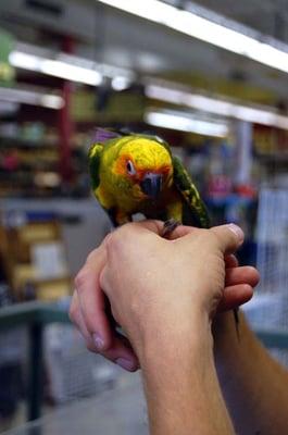 A bird at Petland