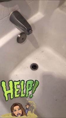 Drain Flies