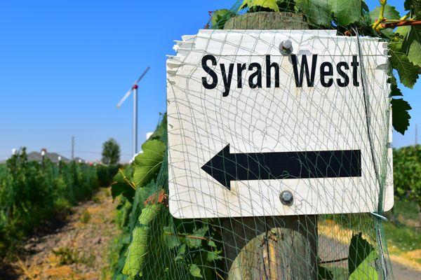 Syrah rows at our Watermill Estate Vineyard in the Rocks District of Milton-Freewater AVA.