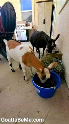 2 Nigerian Dwarf goats loving their Chaffhaye!