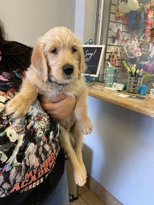 Puppy's first nail trim