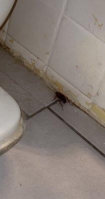 Cockroaches in the rooms. Need I say more?