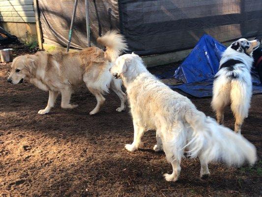 Princess always finds new Goldens to befriend