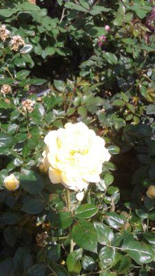 Yellow rose