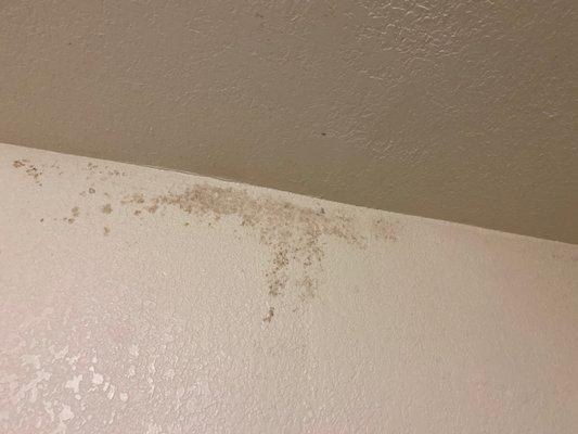 More mold growing in the bathroom which we shower