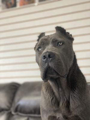 Cane Corso dog face