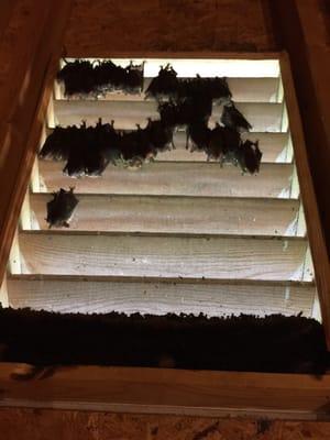 These are the bats that were living in my attic!