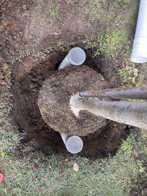 Planting with deep watering tubes to ensure a well developed root system.