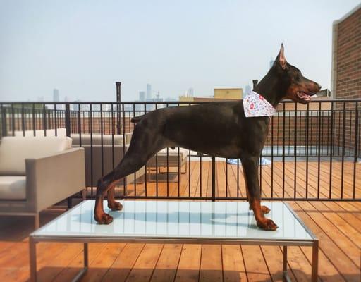 Miko showing off his complimentary bandana from VIP after his first-ever professional grooming.