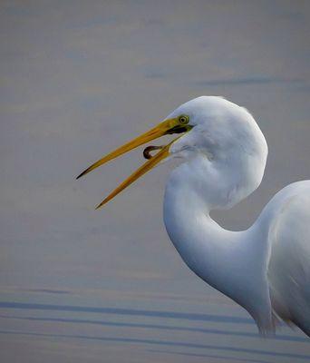 Bolsa Chica Ecological Reserve