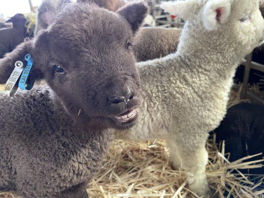 Smile! @ Iron Water Ranch.