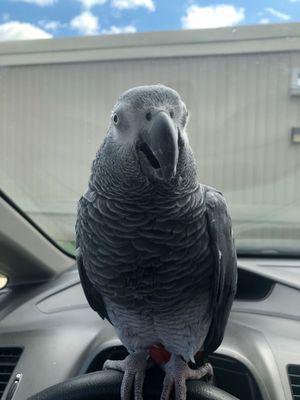 Lou waiting patiently in the car for his turn to go into his aviary vet during COVID.