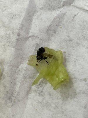 Dead fly  on lettuce