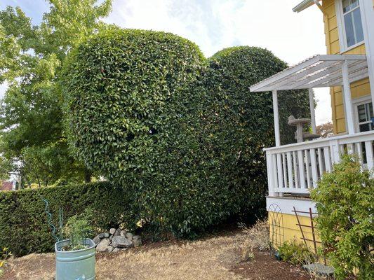 Laurel Hedge Heart