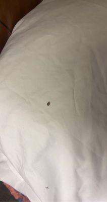 Another bed bug