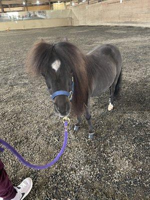 Teddy is an 18 year old mini horse.