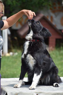 Sit Now Stay Dog Training