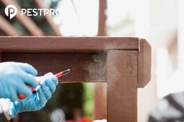 Spraying a small wasp nest after inspection.