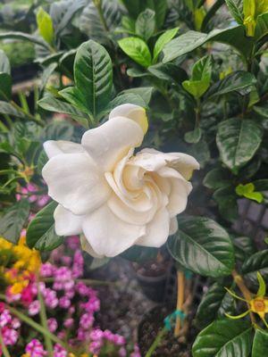 Fragrant and bright, the gardenias in bloom.