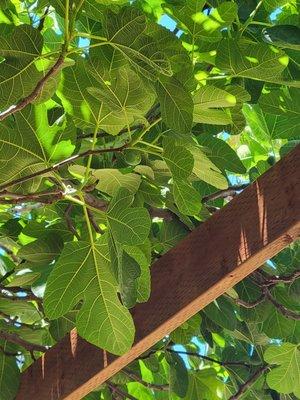 Beautiful fig tree