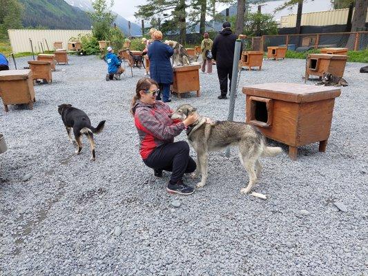 Meeting the dogs.