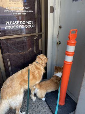 Our dogs excited to head into daycare!