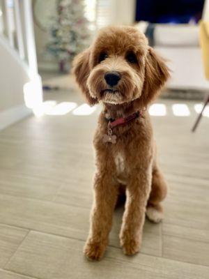 Goldendoodle