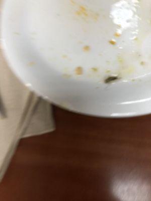 Blurry bug, supposedly taken to show the manager.