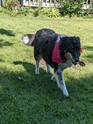 I didn't get a before shot, but this is Lassie after her spa treatment.