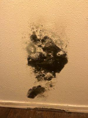 Black Mold in Closet 12inch by 12inch Spot