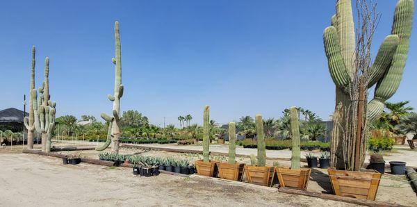 140 year old cactus