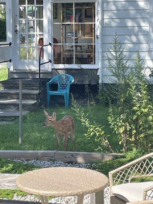 Friendly fawn begging for bagels