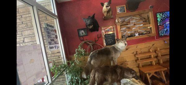 Taxidermy fun right inside the front door